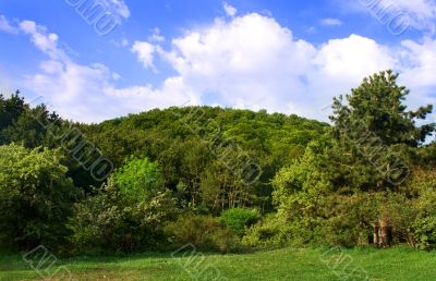 mountain forest