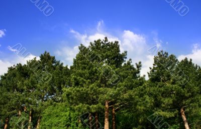 forest