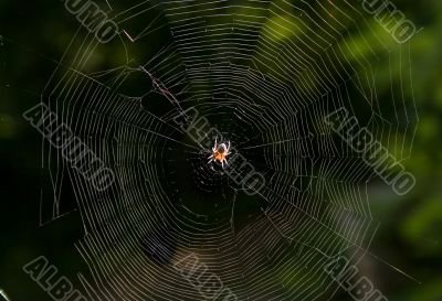 spider`s web
