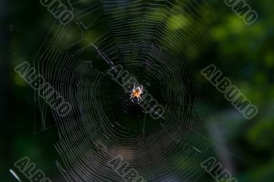 spider