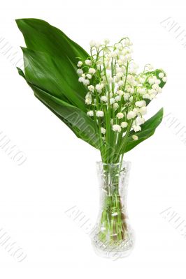 Lilies of the valley