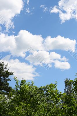 Cloud sky and plant