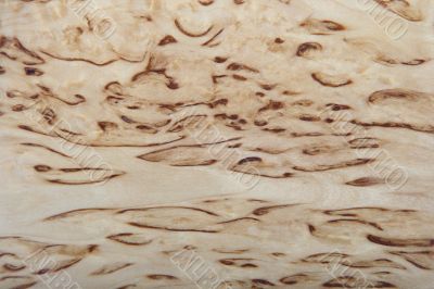 Background from a birch