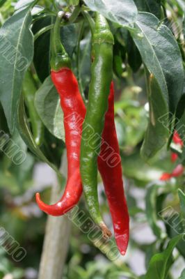 Hot peppers chili at the plants