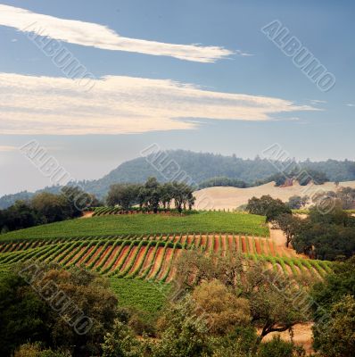 California vineyard