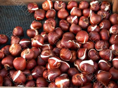 tulip onions