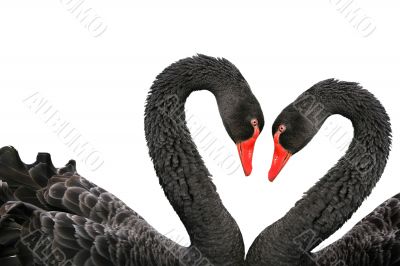 Black swans