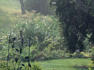 summer rain on corn patch