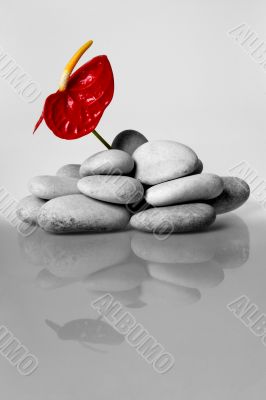 Flower from stones