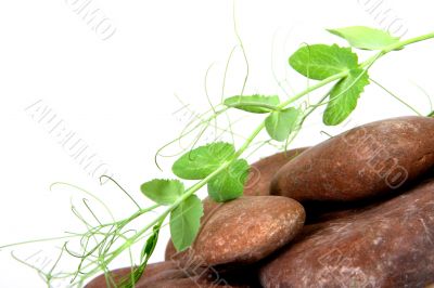Plant among stones