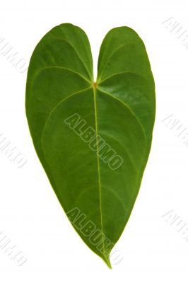 Leaf in the form of heart