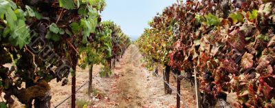 Vineyard panorama