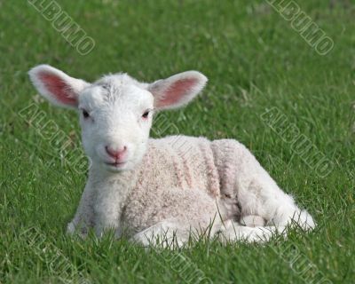 Lamb Sitting