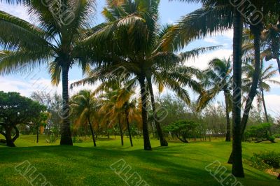 Tropical Palm Trees