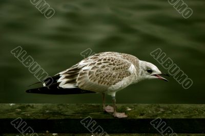 The young seagull