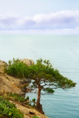 tree on the rock