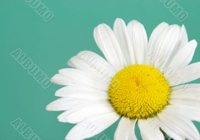 daisy