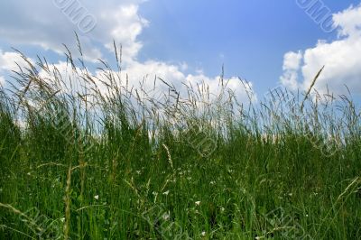 grass and sky