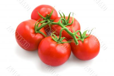tomatoes
