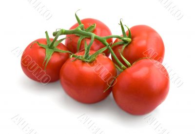 ripe tomatoes
