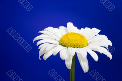 daisy on blue