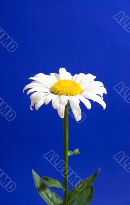 daisy on blue