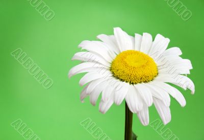 daisy on green
