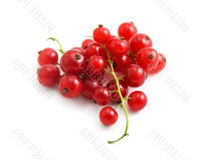 red currant