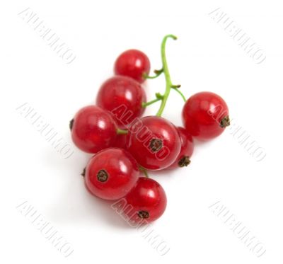 red currant