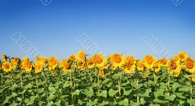 field of sunflowers