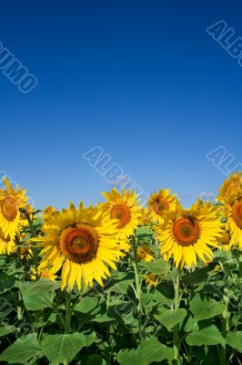 field of sunflowers