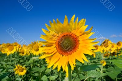 sunflowers