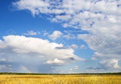 summer landscape