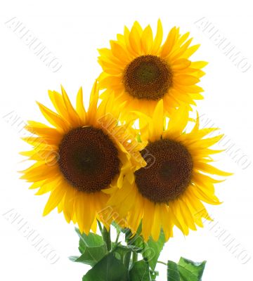 three sunflowers