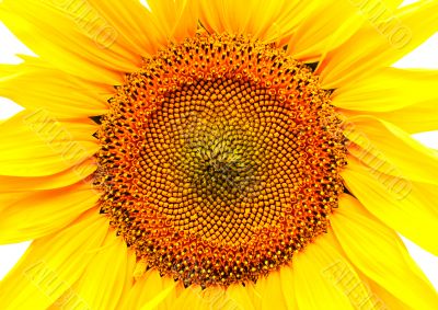sunflower background
