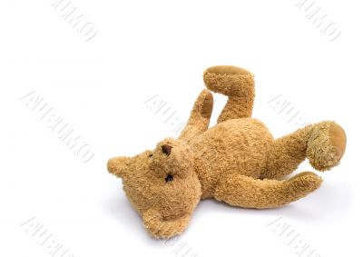 laying bear