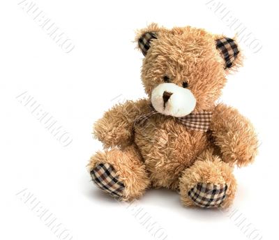 fluffy bear