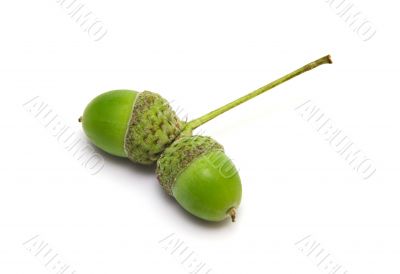 pair of acorns
