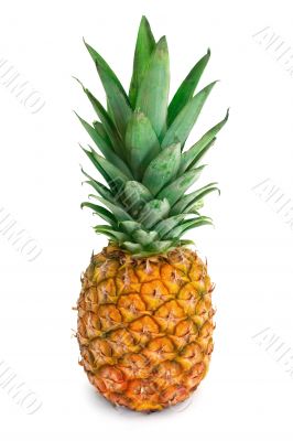 ripe pineapple
