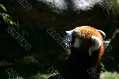 Red panda	