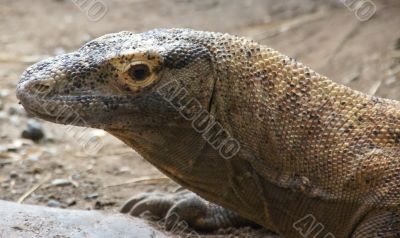 Komodo monitor lizard