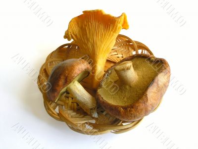 Trio edible funguss