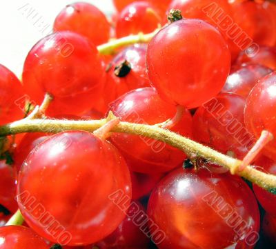 Red berrys