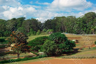 Pineapple Farmland