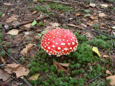 Mushroom