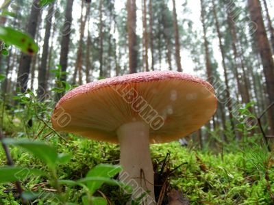 Mushrooms