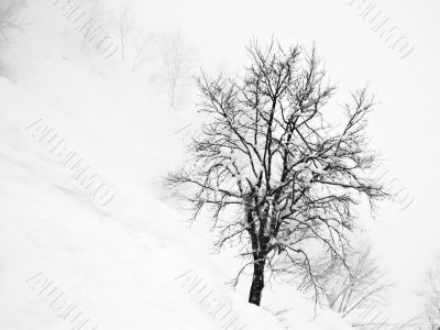winter tree
