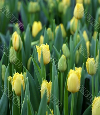 The Tulip.