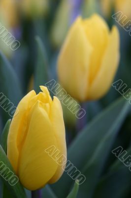 The Tulip.