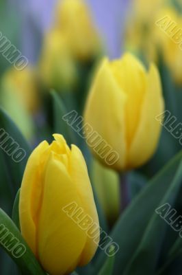 The Tulip.